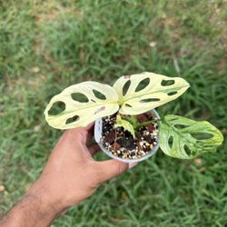 Monstera Adansonii Variegated Albo High Var