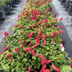 🌺 Plant: Chenille (Acalypha hispida)
