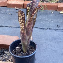 Snake Plant