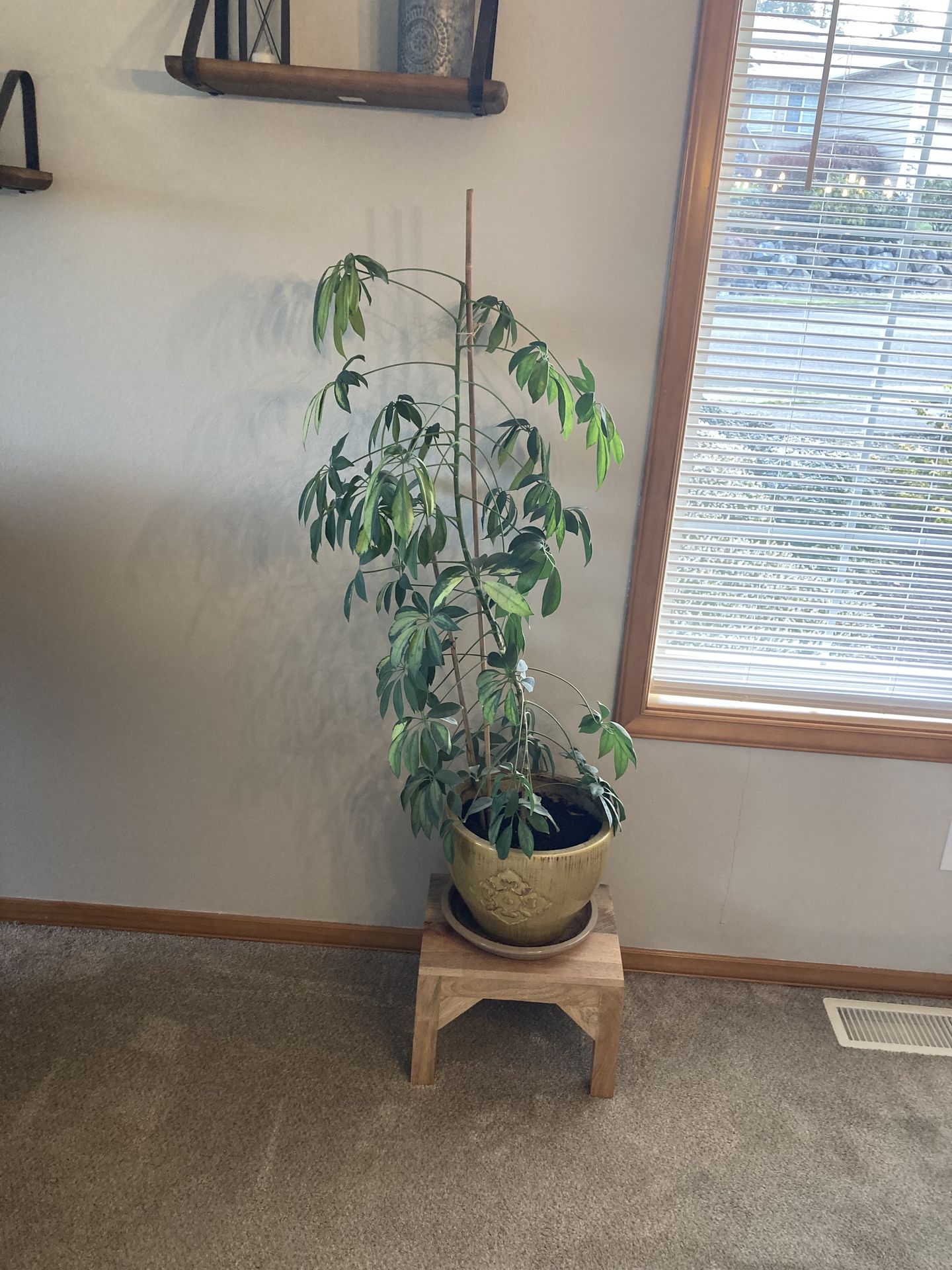 Indoor plants with pots.