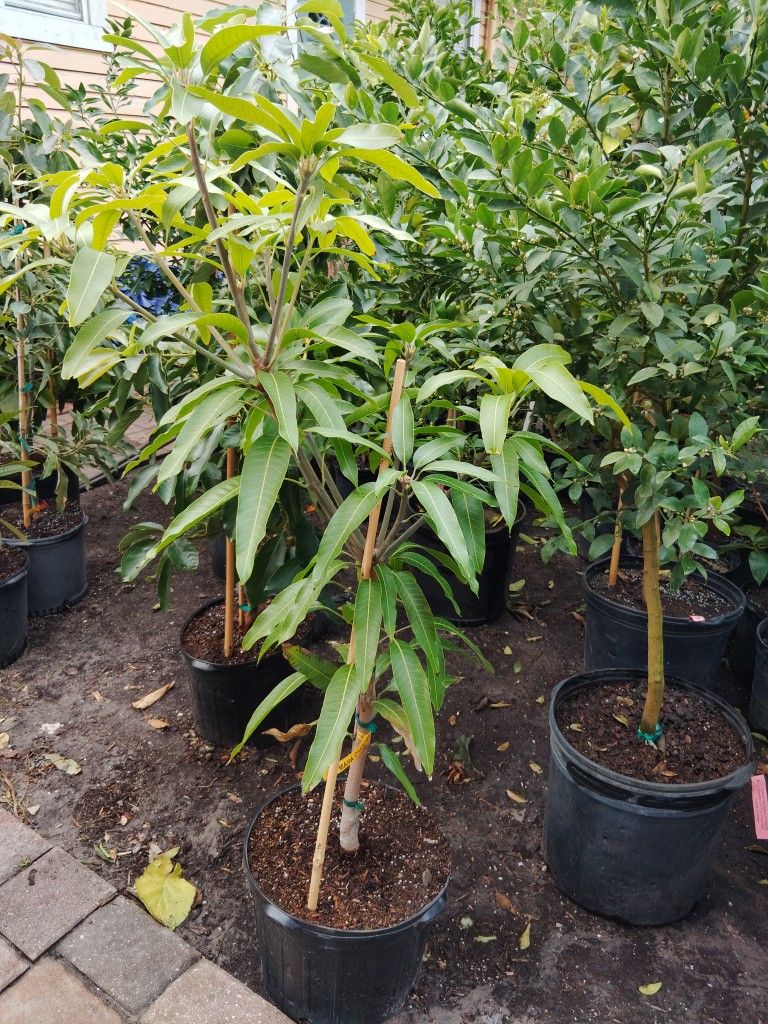 Maha Chanook Mango
