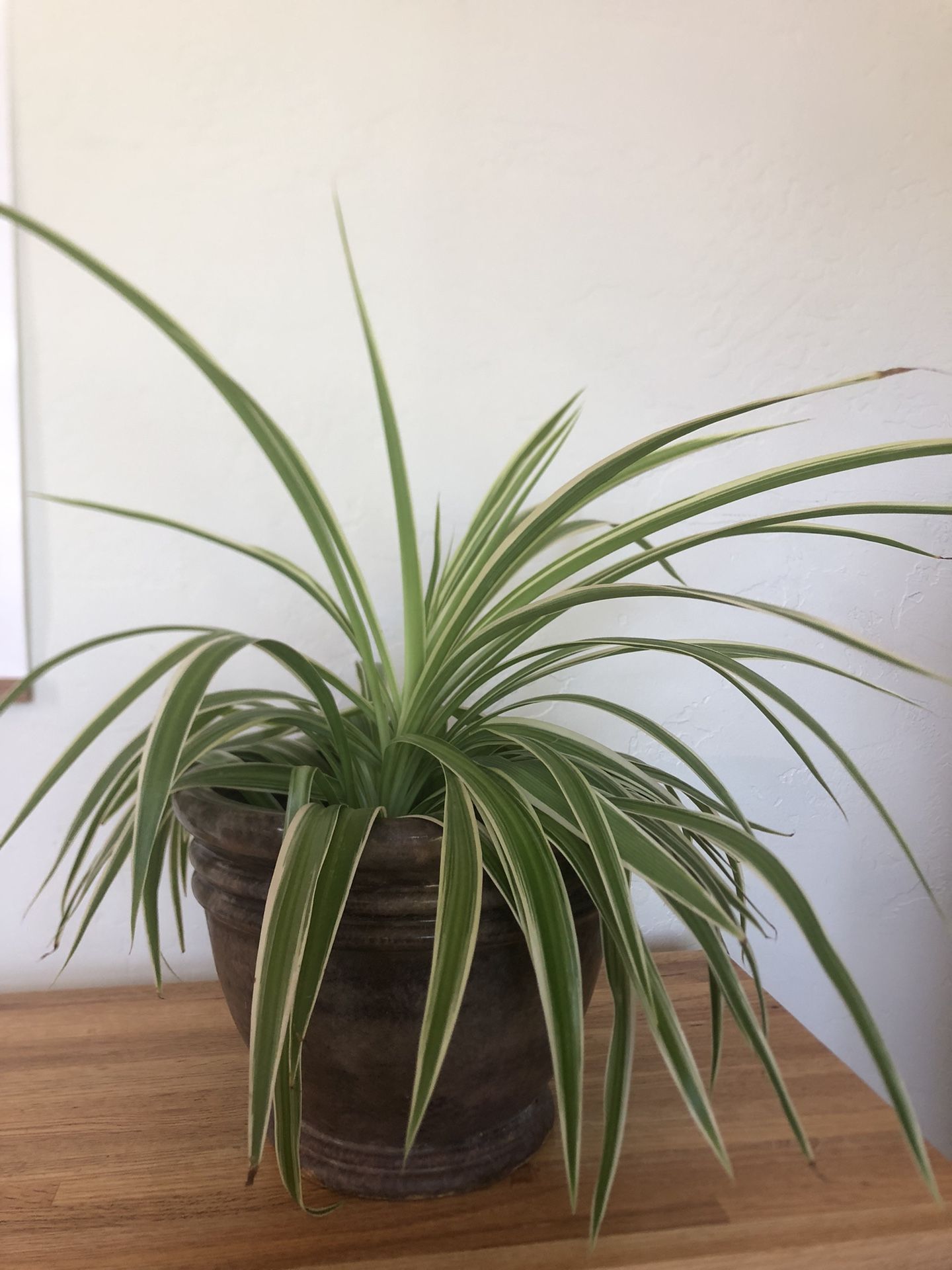 Spider Plant In Brown Clay Pot