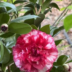 Camellia Live Plants