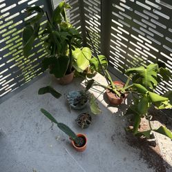 Plant bundle