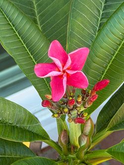 Plumeria plant with pink flower