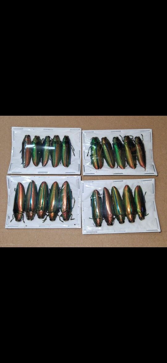 Dried Jewel Beetles For Arts And Crafts 