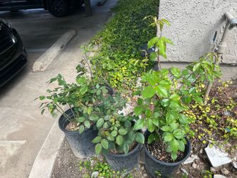 Roses (miniature)