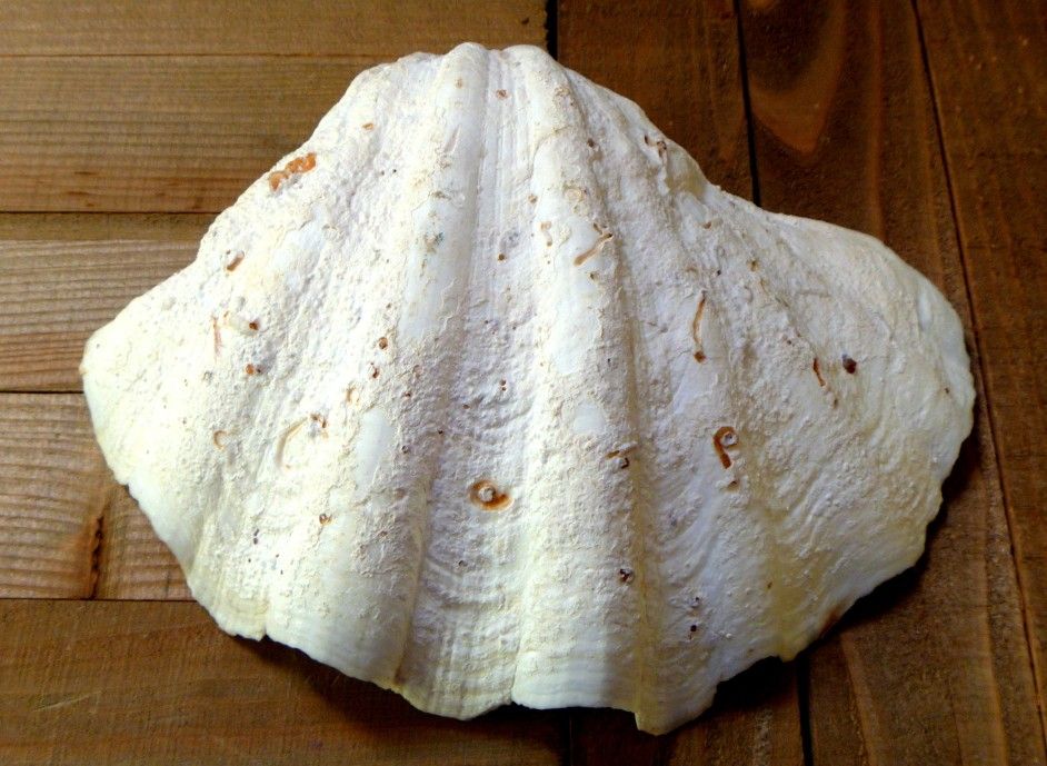 Tridacna Gigas 9" vintage Giant Clam half shell