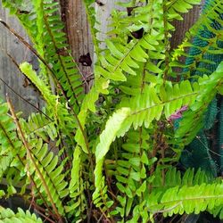 Boston Ferns