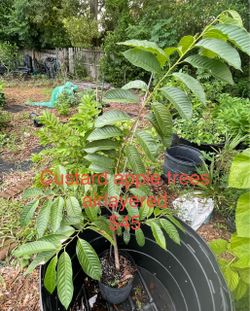 Custard apple trees air layered