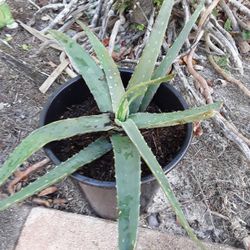 Huge Aloe Plants  In Weeki Wachee Spring Hill