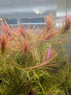 Pogostemon stellatus