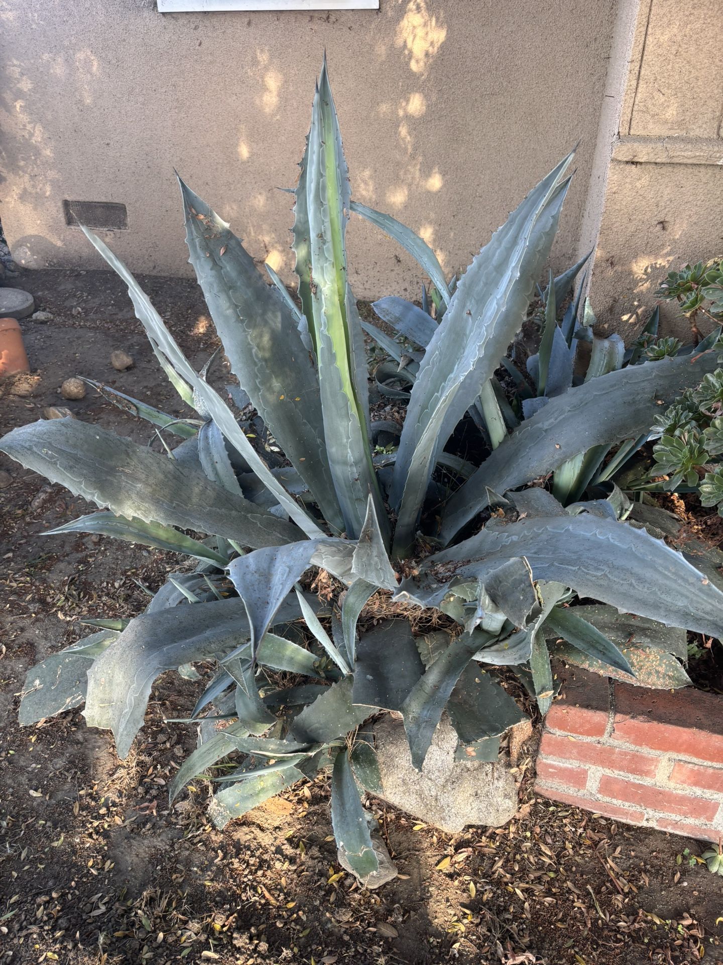 Blue Agave succulent