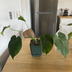 House Plant 