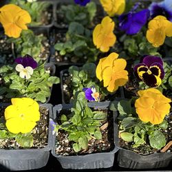 Color Plant Pancy