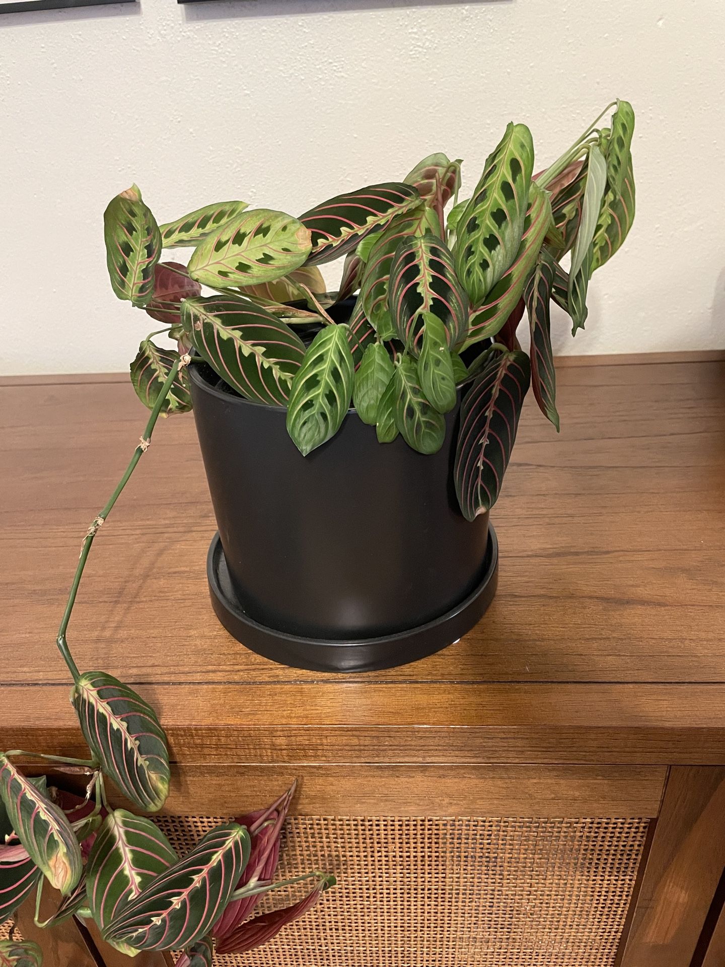 Prayer Plant (in ceramic pot)