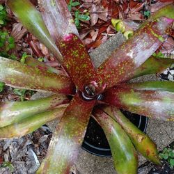 Large Maroon Speckled Bromeliad