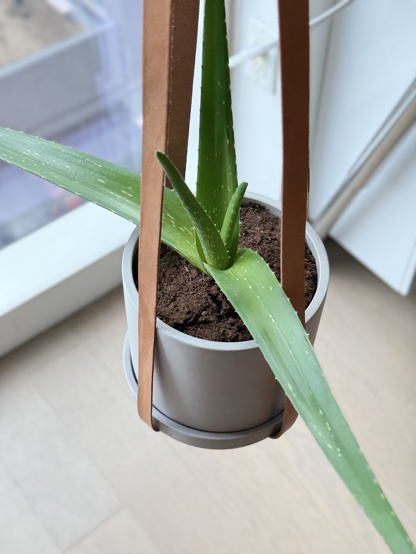 2 Leather Plant Hanger holders