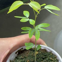 Guamuchil, Jalapeños, Serranos, Chilitepin