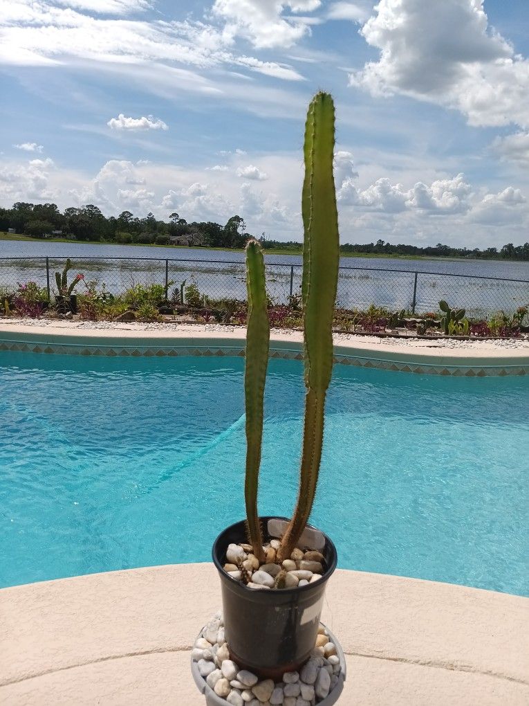 28", 20" Peruvian Apple Cactus Rooted In Pot $55 -Ship $10