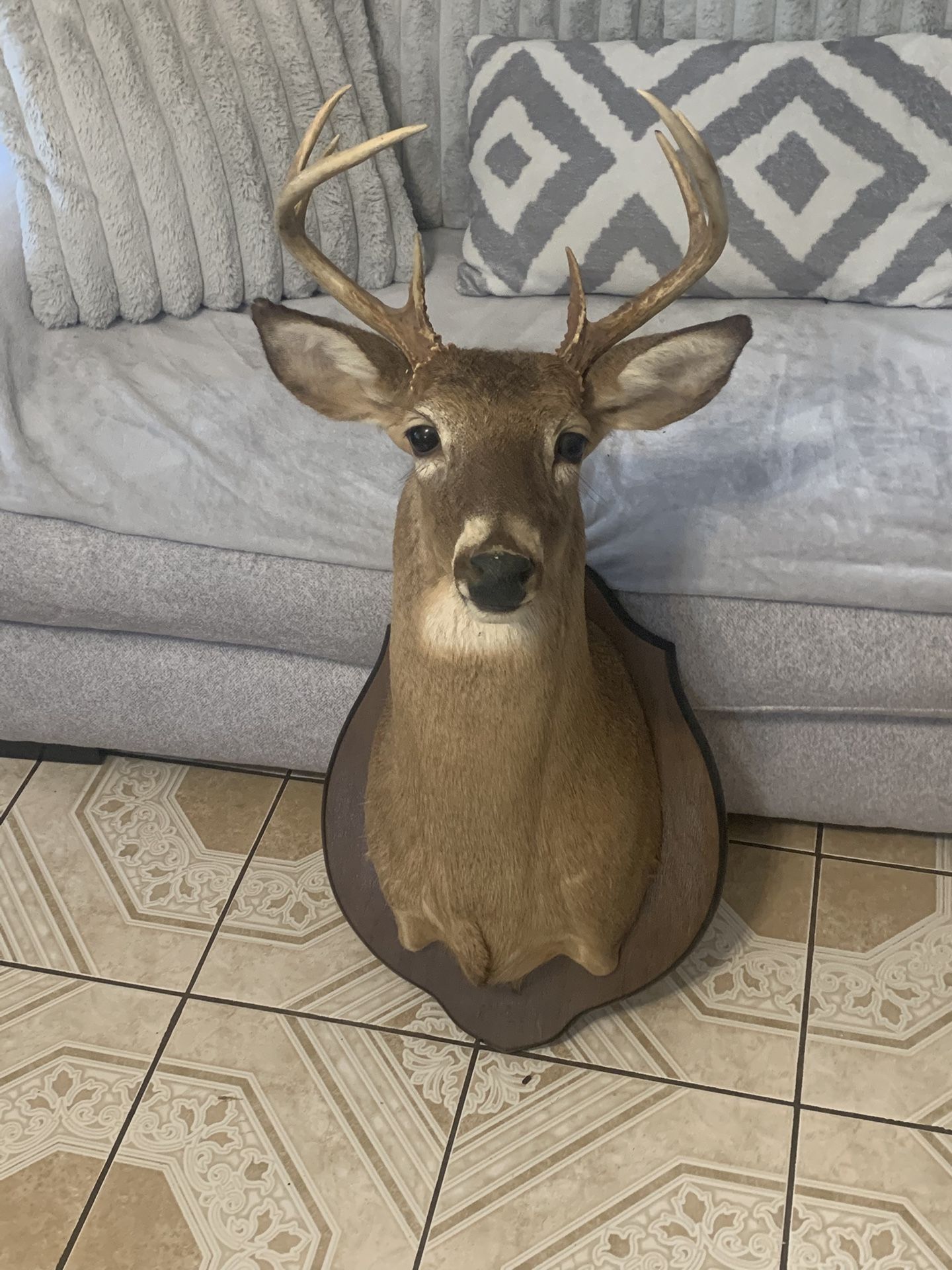 Mounts