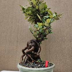 Old Japanese Silverberry Bonsai Tree ( Fruit tree )