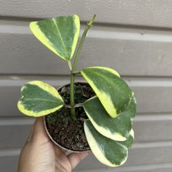 4” Variegated Hoya Kerri