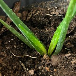 Small Aloe Vera Plant 