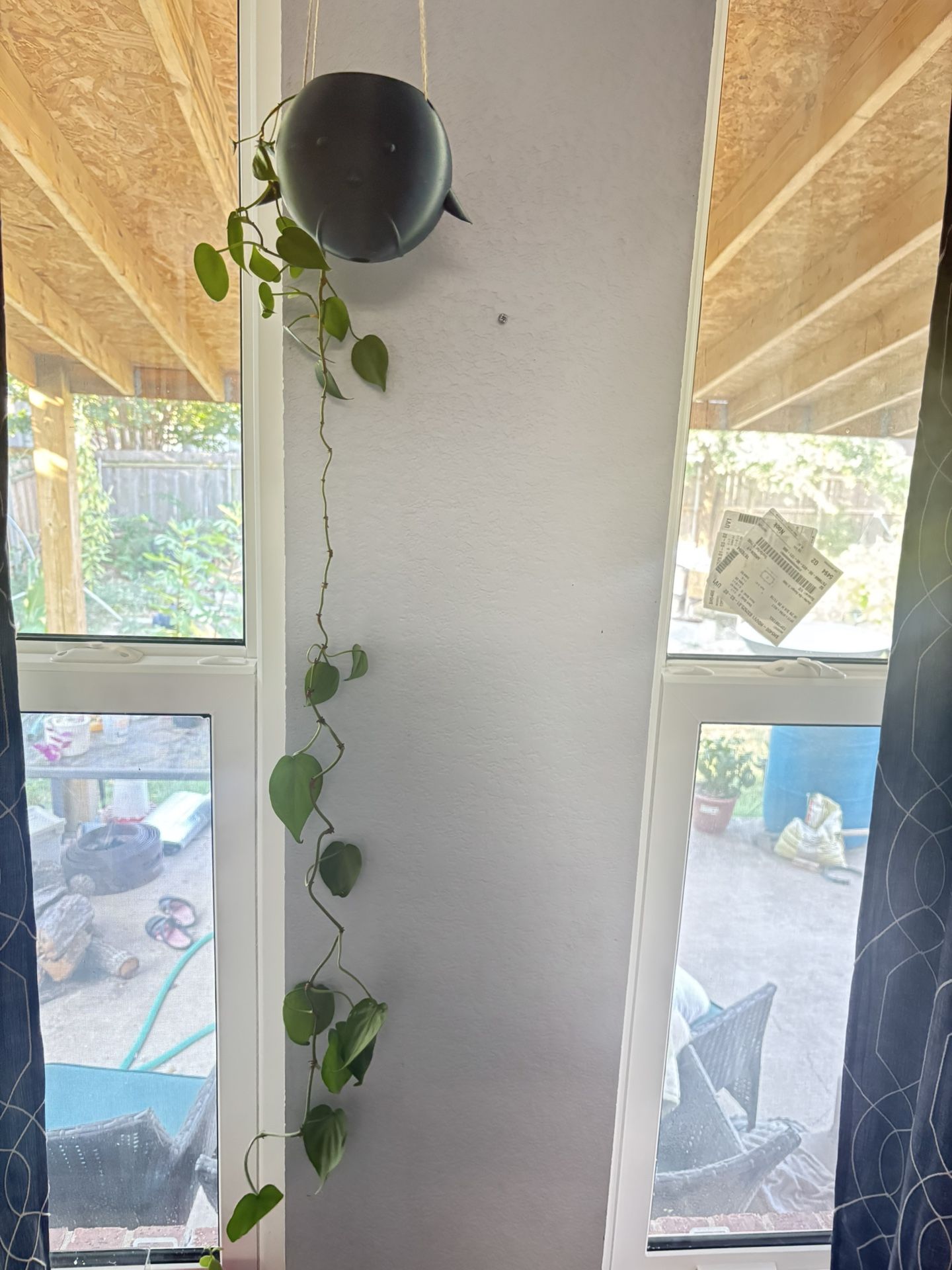Plant - Pothos