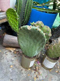 Plantas de nopal $8 each