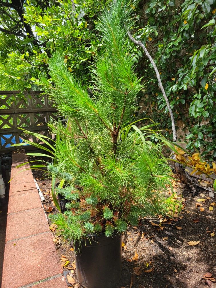 Italian Stone Pine Tree