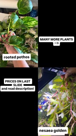 Aquarium plants for fish tank/pond/betta