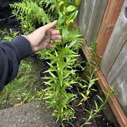 Planted Lilies 