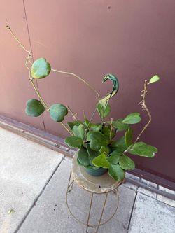 6” hoya kerrii