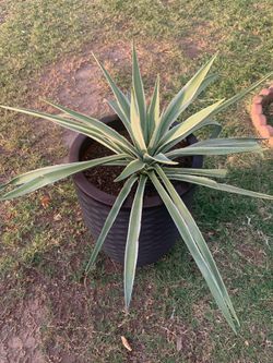 Extra Extra Large Monster Size Plant XL