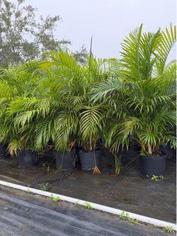 Areca Palms