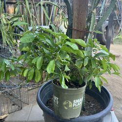 รrbol Frutal De Mandarina