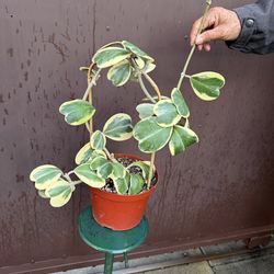 8” variegated hoya kerrii