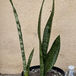 Snake Plant Lengua De Suegra 