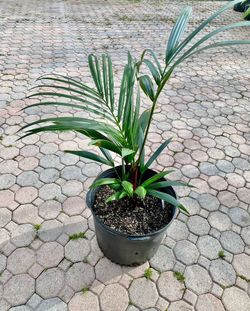 Lipstick Palm, Red sealing wax palm, Cyrtostachys renda,  (7 gallon)