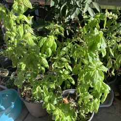 Sale Big Organic Italian Sweet Basil Live Plant 5 Gallon Pot Herb Veggie  $6 each  Cash only  Pick up in North San Jose, By appointment only  I live c
