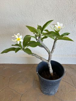 White Plumeria