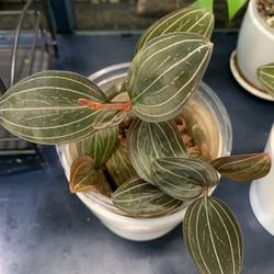 Jewel Orchid