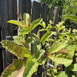 Healthy Thai Guava Fruit Tree Plant Approx. 5 Ft 