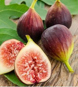 Brown Turkey Figs 3 Gal. Bucket, 60" Height