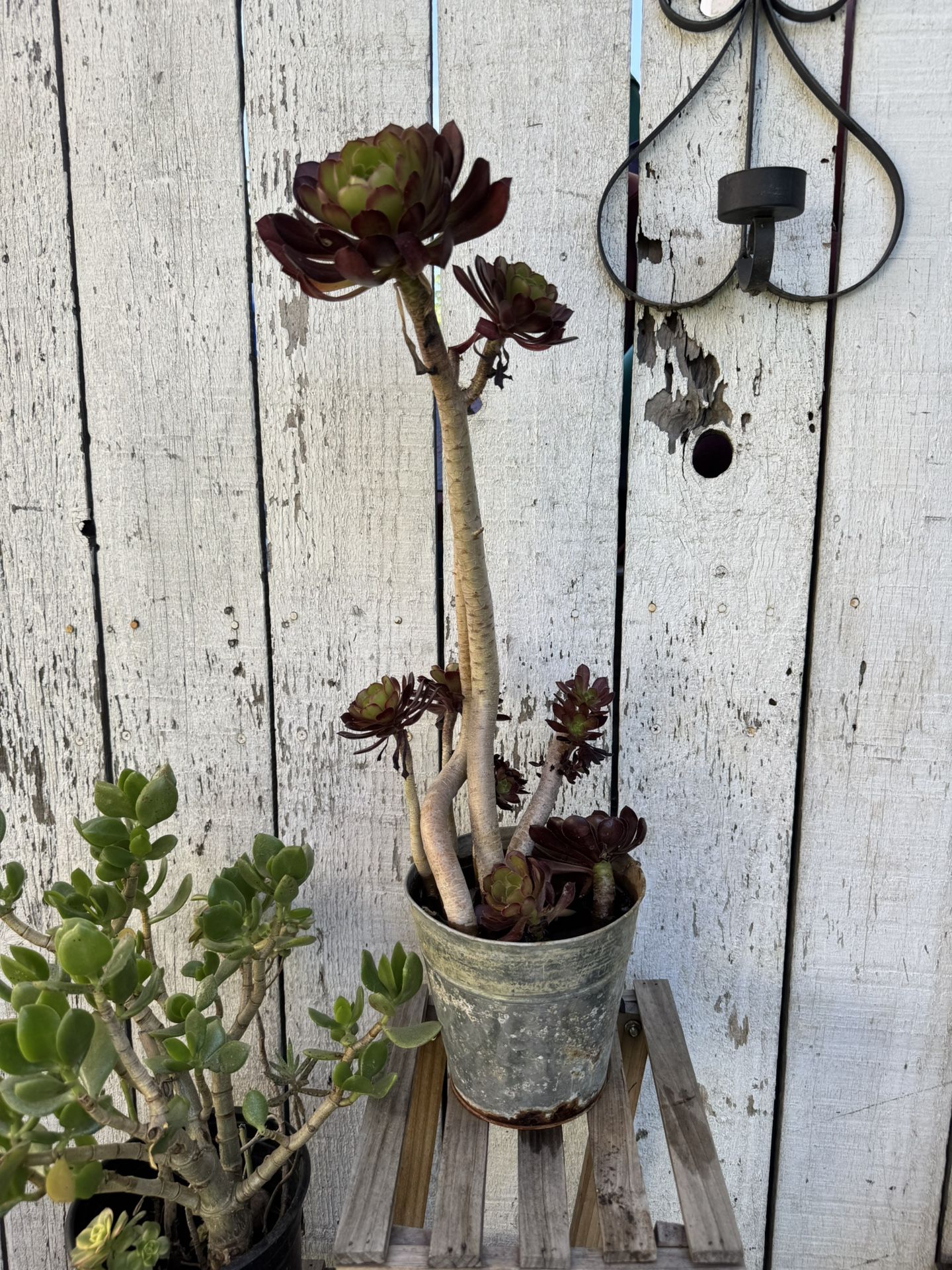 Succulent Black Flower