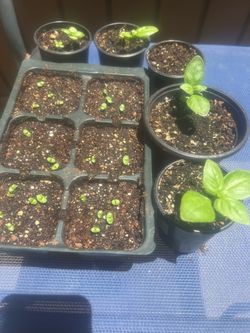 Sweet Basil Plants
