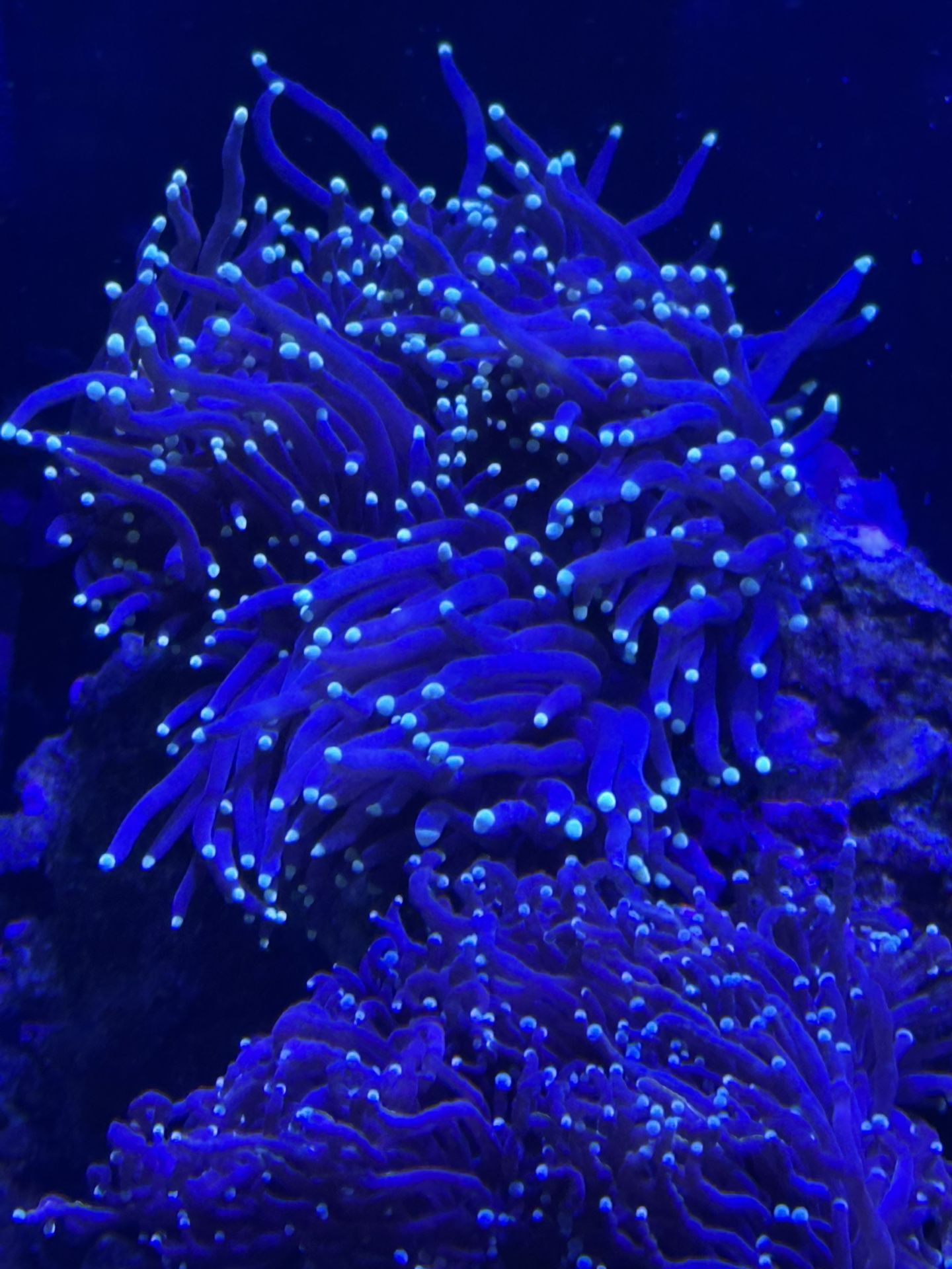 Gold Tip Torch Coral