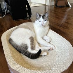 Cat scratcher bed