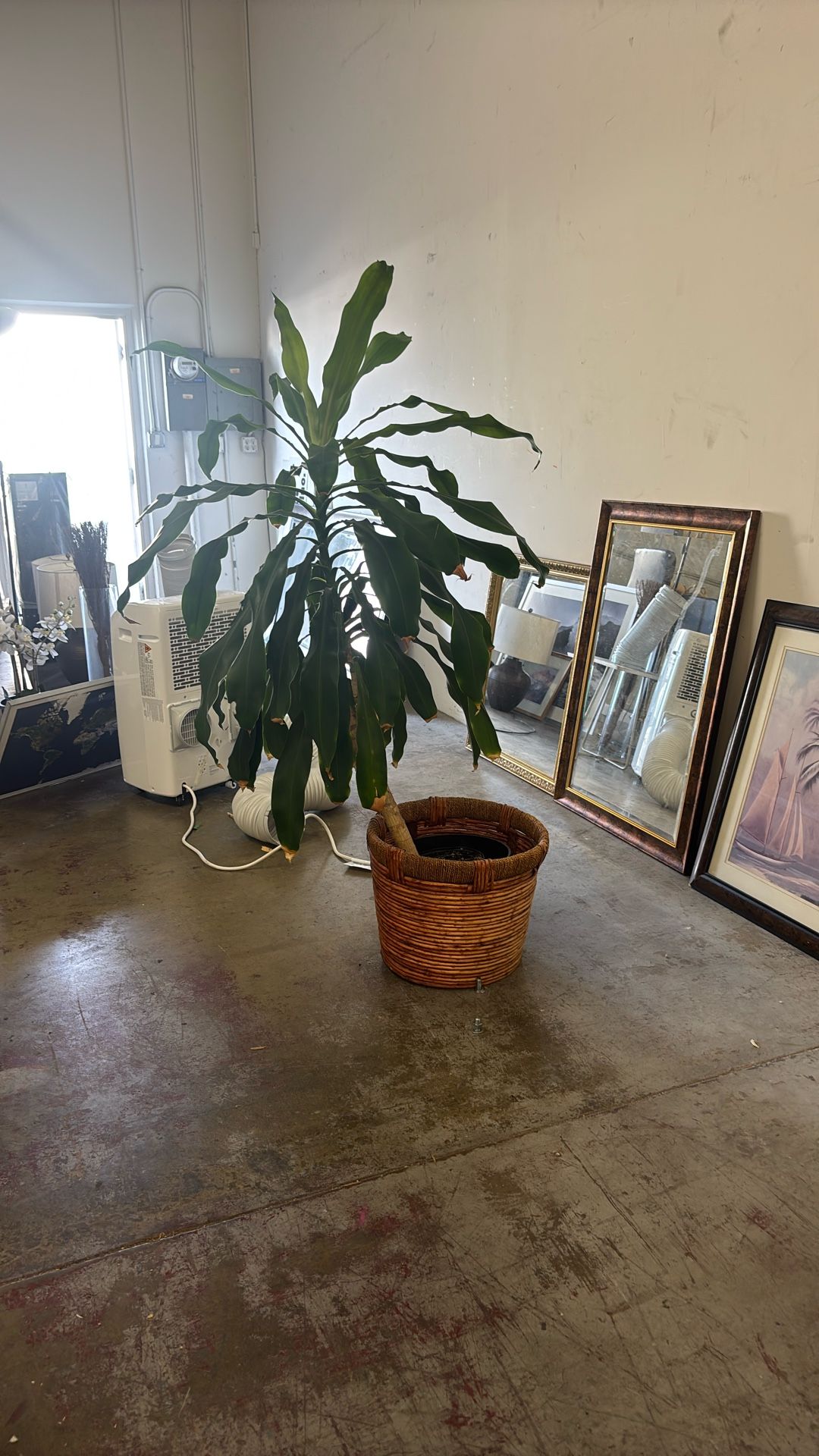 Large 5 ft Dracaena Indoor Plant – Healthy & Low Maintenance